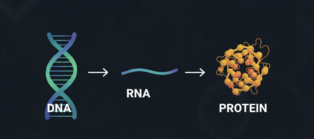 DNA to RNA to Protein
